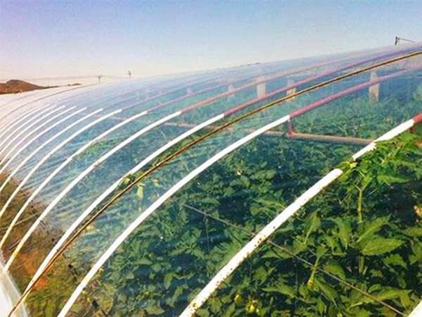 哪些方法利于保护大棚膜